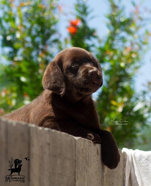 Labrador-Retriver-štenci
