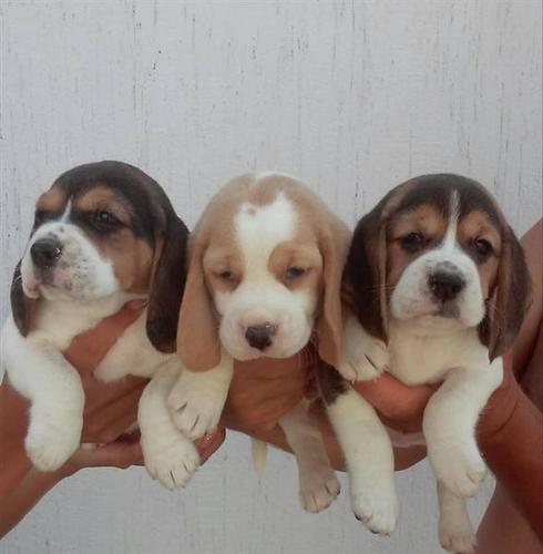 Beagle stenci