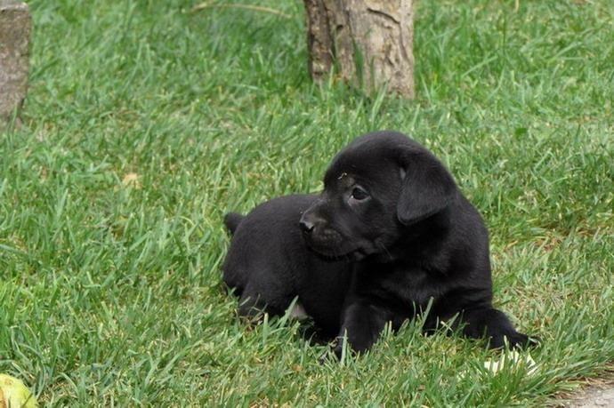 prodajem-labrador-retriver-stenad
