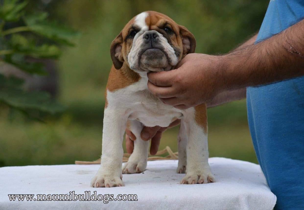 Engleski-Buldog