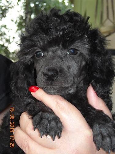 Pudla