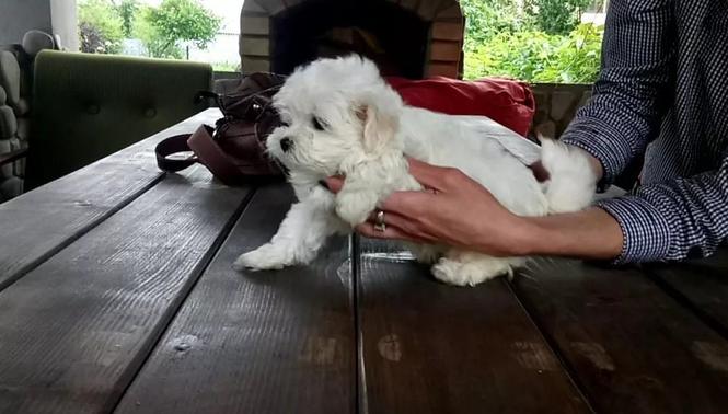 Maltezer i coton de tulear stenci na prodaju 