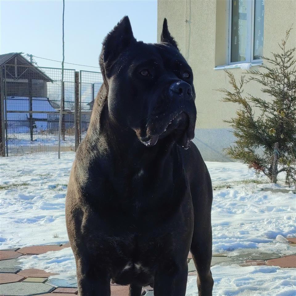 Cane-Corso