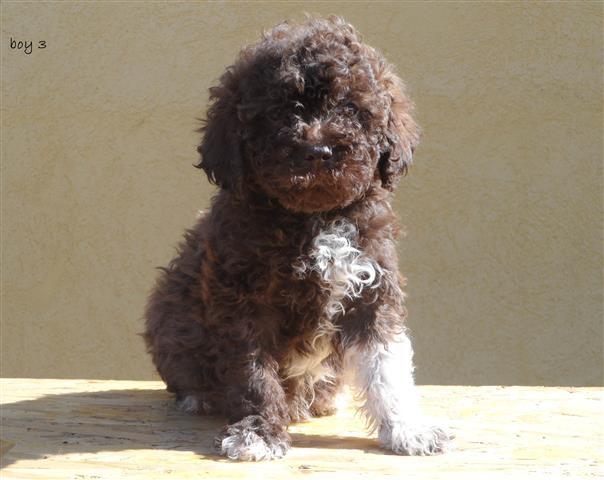 Lagotto-Romagnolo-stenci