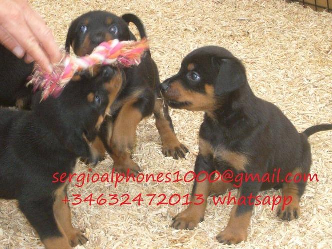 Lijepa Rottweiler Pup za prodaju