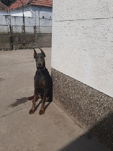 Doberman-zenka