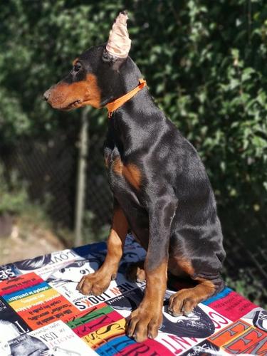 Doberman  štene