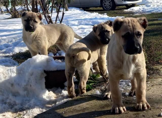 Turski-kangal-štenci