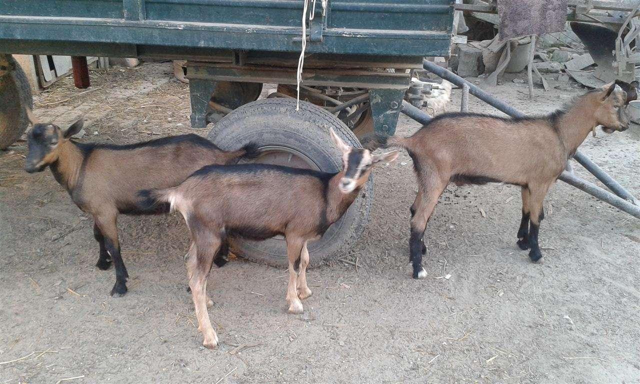 Tri-jareta