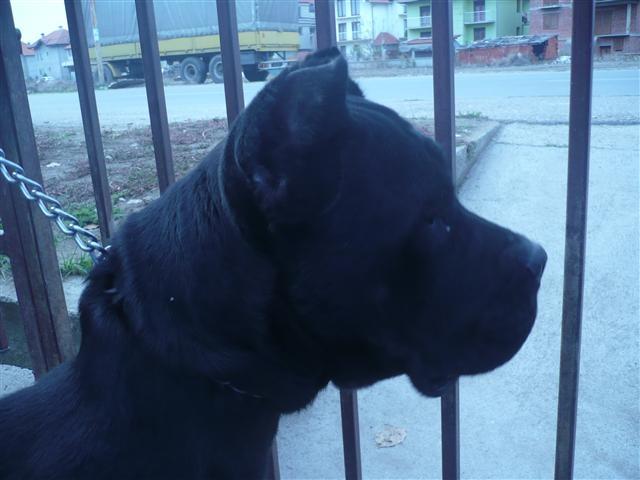 Zenku-Cane-Corso