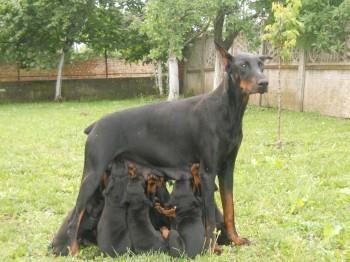 Doberman-stenad