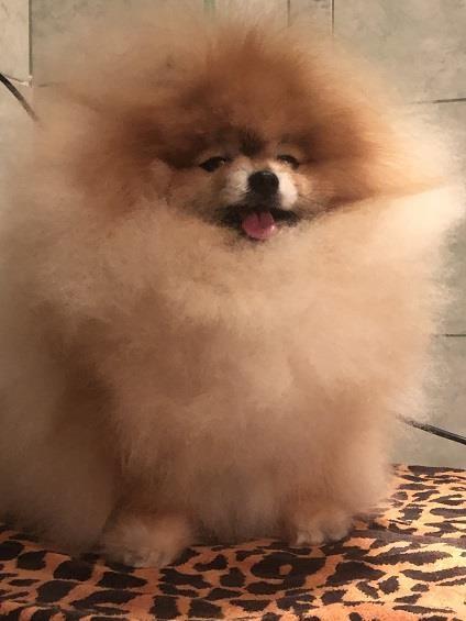 Pomeranac-stenci