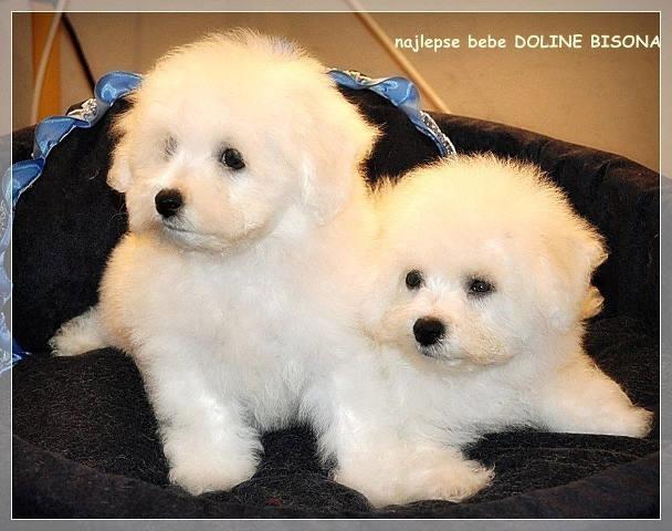 BICHON-FRISE---najlepse-bebe-doline-bisona