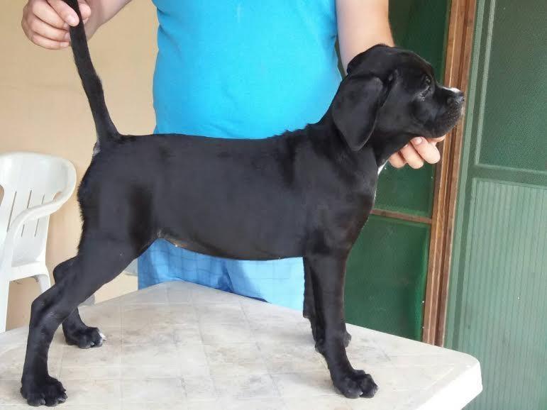 Cane-Corso---RASPRODAJA