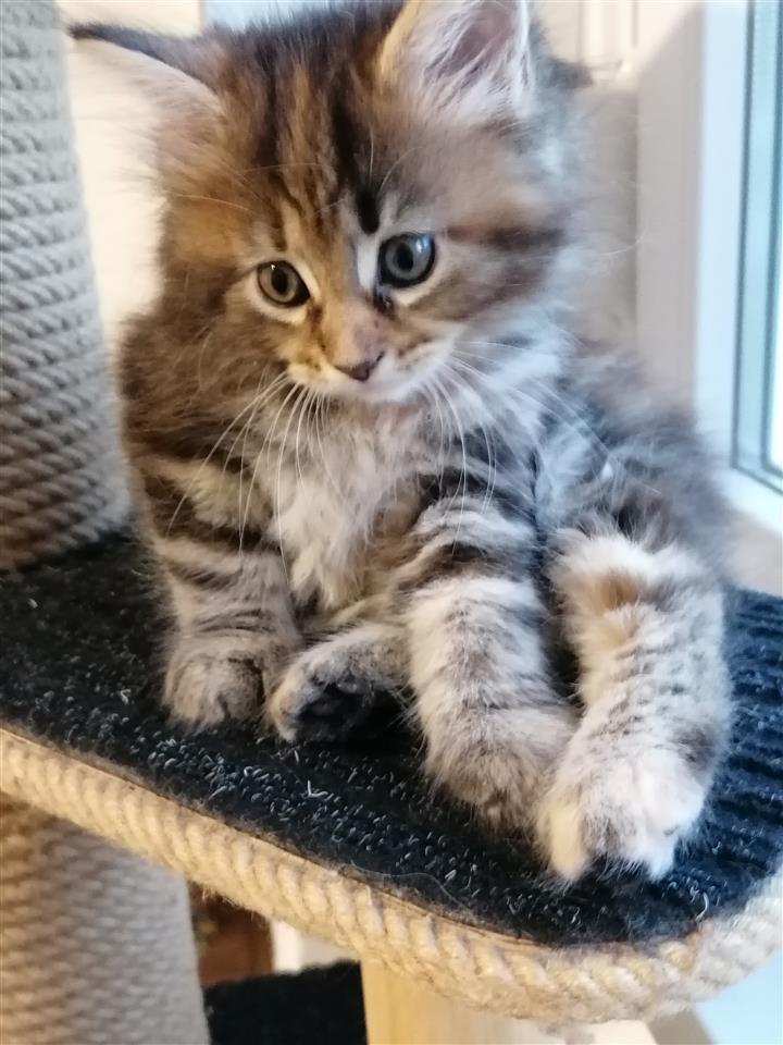 Maine-coon-