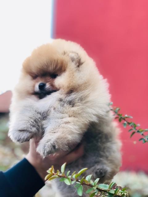 Pomeranski-špic--Boo-štenci-