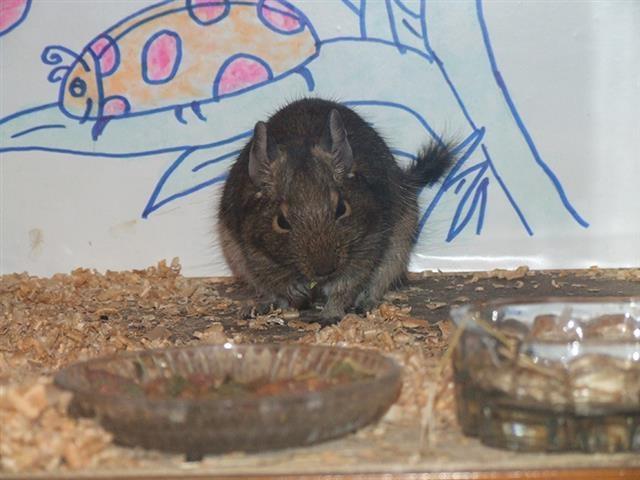 Degu---ćileanske-veverice