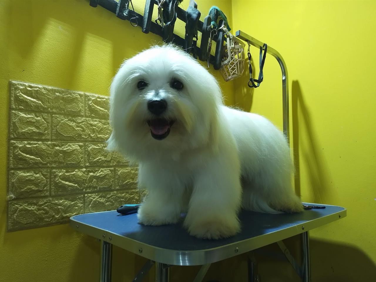 Coton-de-Tulear--Tulearski-pas-
