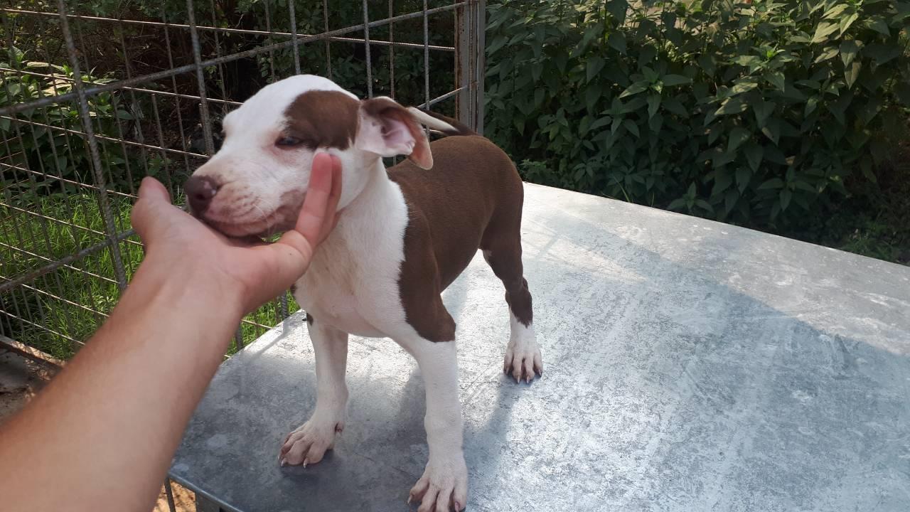 Pitbull-red-nose-štene