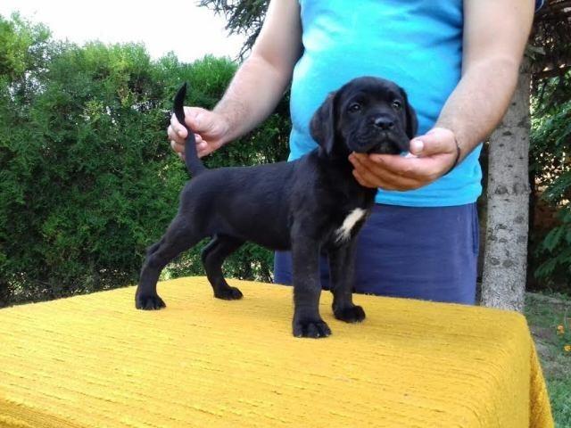 CANE CORSO 