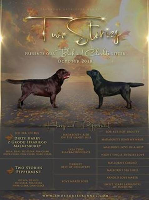 Labrador-retriver-