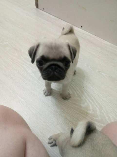 Mops-stenci