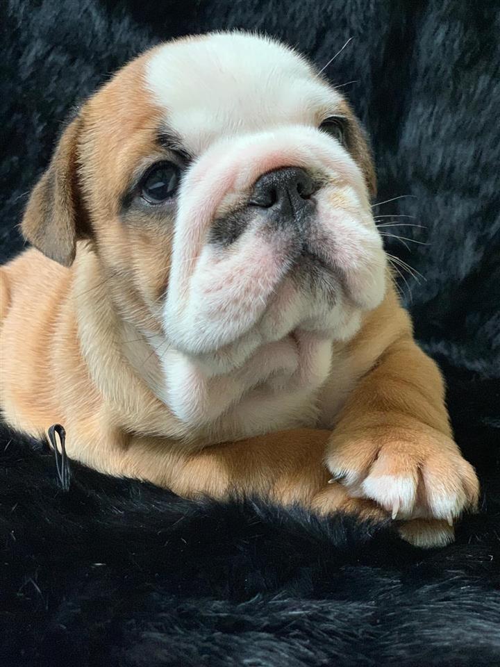 Engleski-Buldog