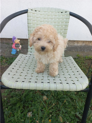 Maltipoo
