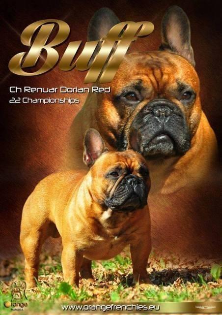 -FRANCUSKI-BULDOG-STENCI-