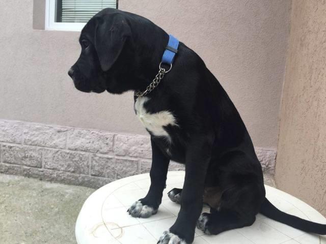 Cane-Corso-stenci