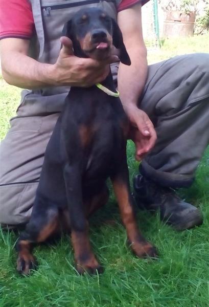 DOBERMAN---prelepe-zenkice