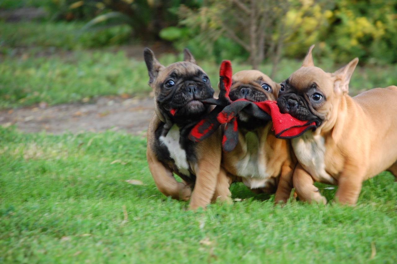 Francuski-Buldog-štenci