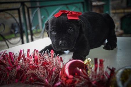Cane-corso-štenci