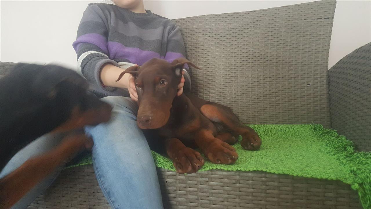Doberman-stenci-na-prodaju