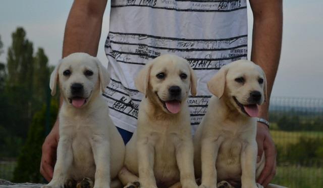 Labrador-retriver