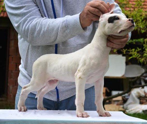 Dogo-Argentino---vrhunska-stenad