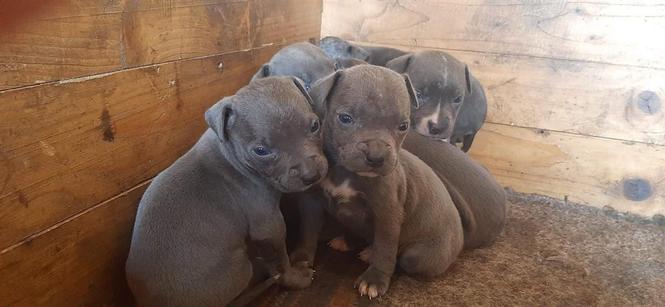 Štenci pitbull bluenose