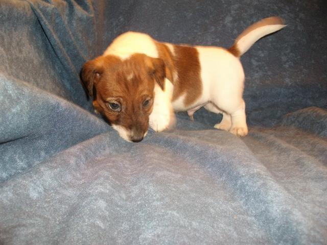 Jack-Russel-Terrier