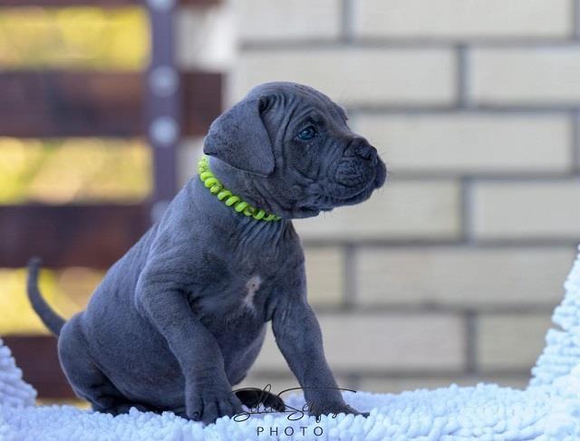 Cane-corso