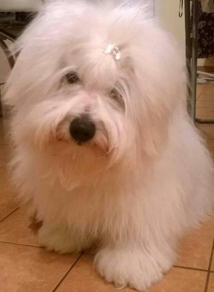 Coton-de-Tulear