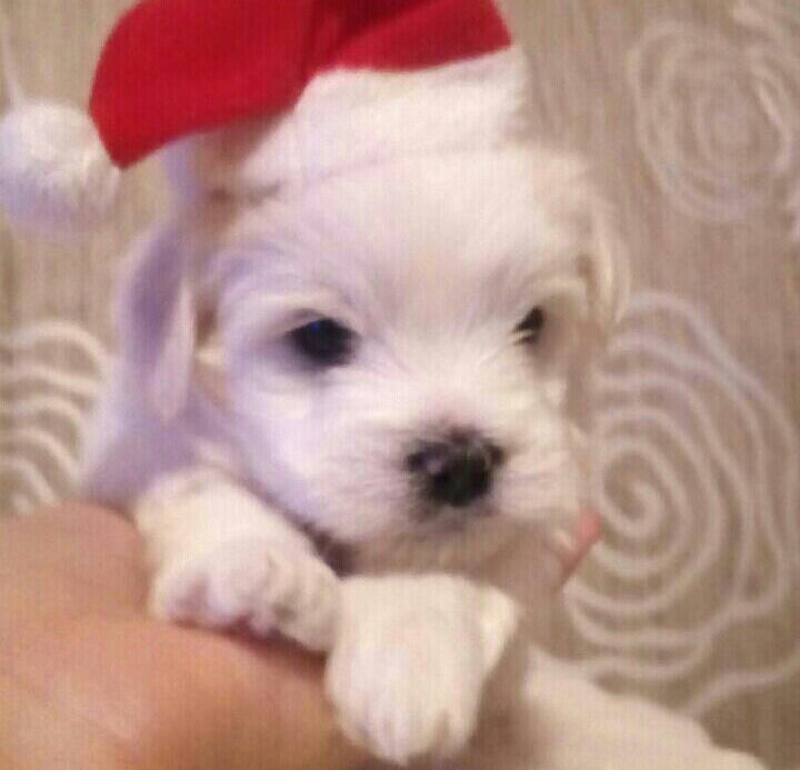 Coton-de-Tulear