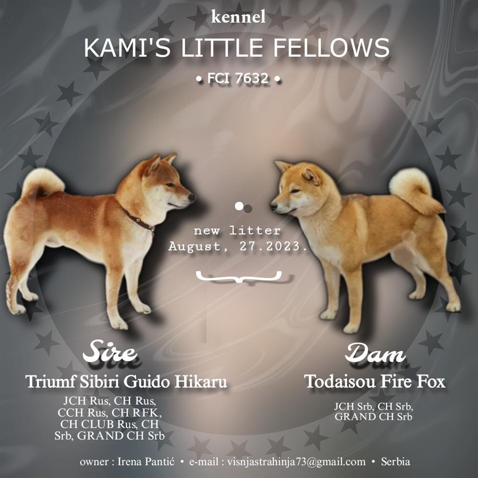 Shiba-Inu-Štenci
