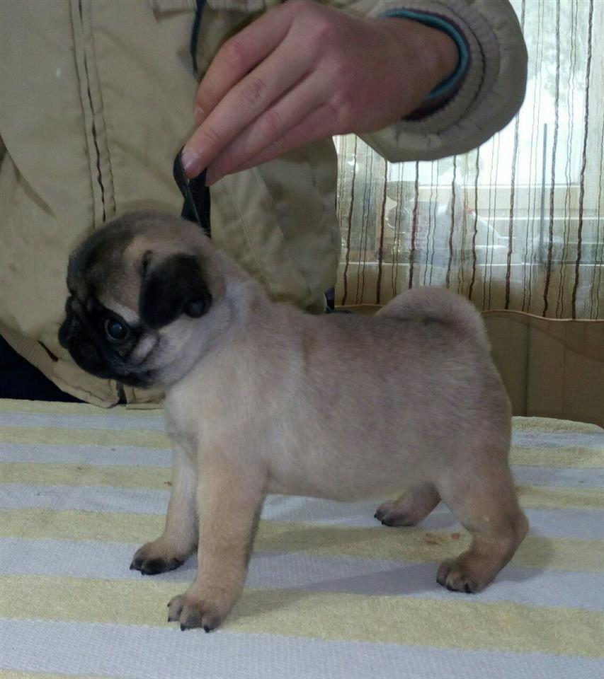 Mops-štenci
