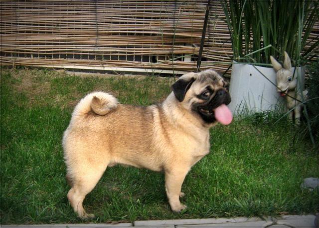Mops-stenci