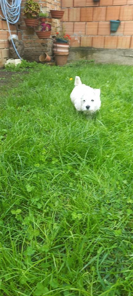 Westika