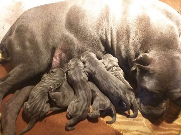 Cane-corso-štenci