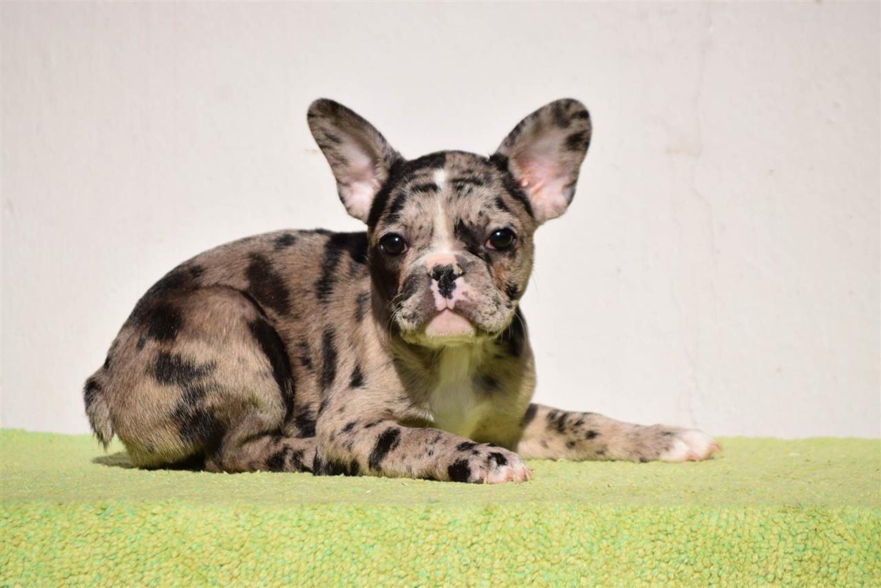 Francuski-buldog--zenke-