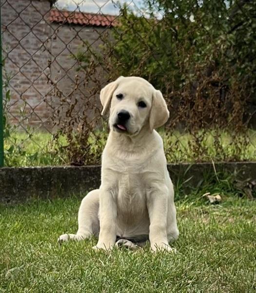 Labrador-retriver-ženkice