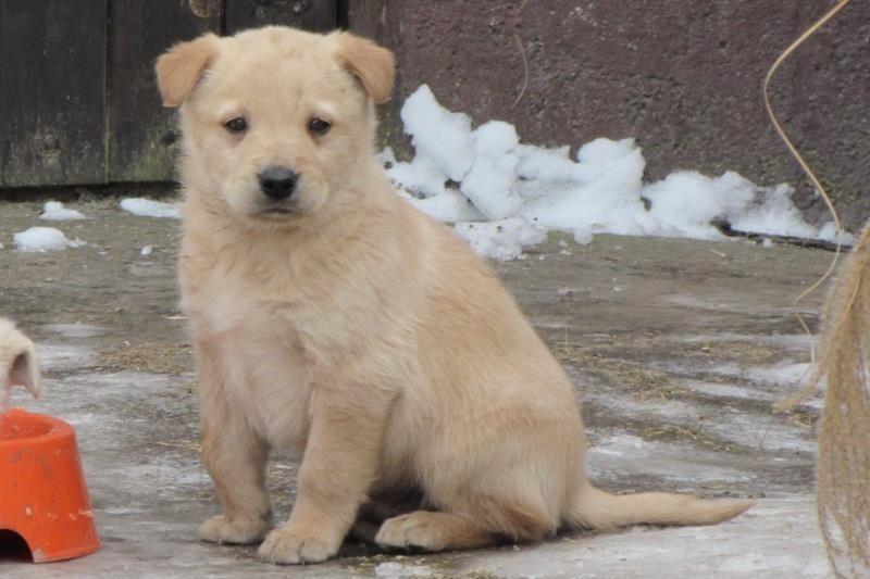 Labrador-retriver-stenad