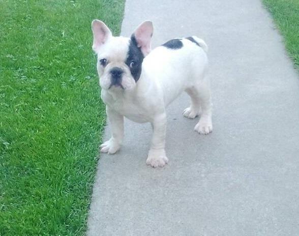 Francuski-buldog-